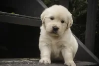 Norah - AKC, a female English Cream Golden Retriever for sale in Milford, IN – 7 of 8