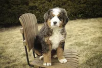 Prince, a male Bernedoodle for sale in Milford, IN – Photo 7 of 10