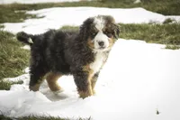 Prince, a male Bernedoodle for sale in Milford, IN – Photo 2 of 10