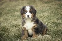 Prince, a male Bernedoodle for sale in Milford, IN – Photo 8 of 10