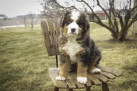 Prince, a male Bernedoodle for sale in Milford, IN – Photo 6 of 10