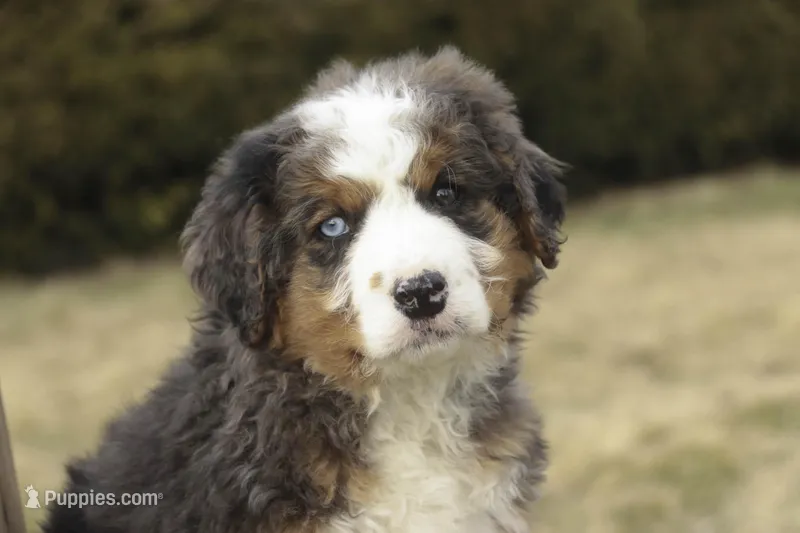 Prince, a male Bernedoodle for sale in Milford, IN – Photo 1 of 10