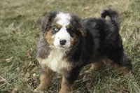Prince, a male Bernedoodle for sale in Milford, IN – Photo 5 of 10
