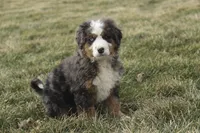 Prince, a male Bernedoodle for sale in Milford, IN – Photo 10 of 10