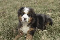 Prince, a male Bernedoodle for sale in Milford, IN – Photo 9 of 10
