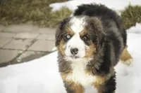 Prince, a male Bernedoodle for sale in Milford, IN – Photo 3 of 10