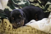 Cedric - AKC, Health tested lines, a male Doberman Pinscher for sale in Milford, IN – Photo 3 of 9