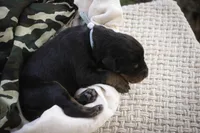 Cedric - AKC, Health tested lines, a male Doberman Pinscher for sale in Milford, IN – Photo 7 of 9
