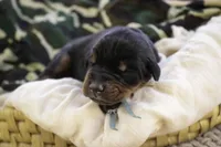 Cedric - AKC, Health tested lines, a male Doberman Pinscher for sale in Milford, IN – Photo 2 of 9