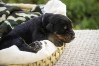 Cedric - AKC, Health tested lines, a male Doberman Pinscher for sale in Milford, IN – Photo 5 of 9
