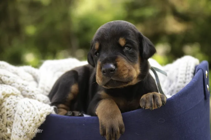 Cedric - AKC, Health tested lines – Doberman Pinscher puppy for sale in Milford, IN
