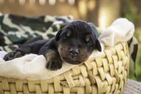 Cedric - AKC, Health tested lines, a male Doberman Pinscher for sale in Milford, IN – Photo 4 of 9