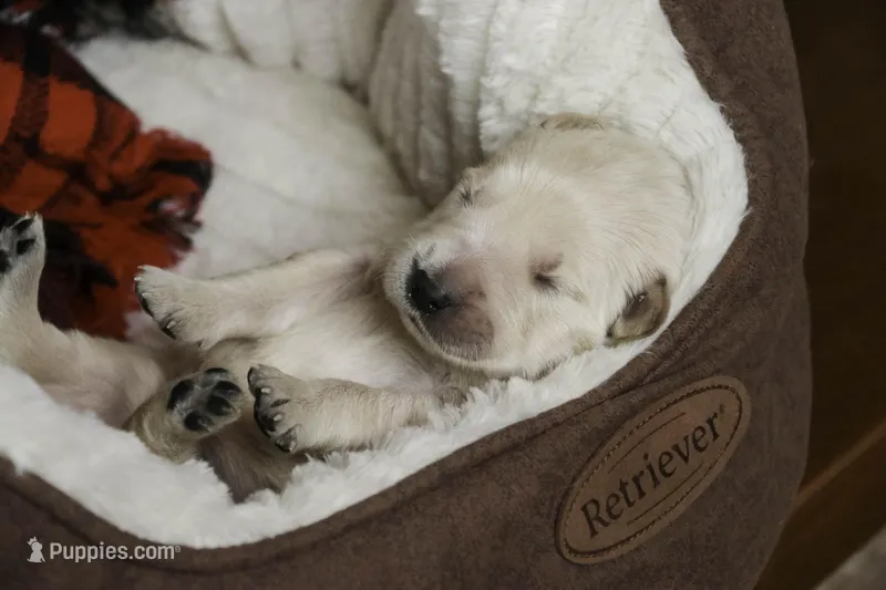 Flint - AKC, health tested parents, a male Golden Retriever for sale in Milford, IN – Photo 1 of 7