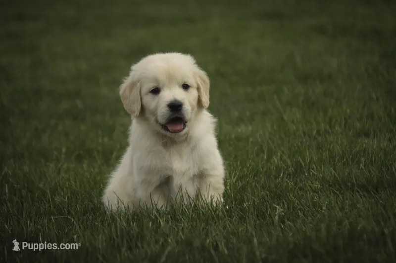 Flint - AKC health tested parents – Golden Retriever puppy for sale in Milford, IN