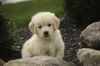 Flint - AKC health tested parents, a male Golden Retriever for sale in Milford, IN – Photo 4 of 8