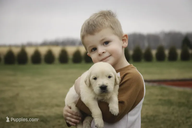 Flint - AKC health tested parents – Golden Retriever puppy for sale in Milford, IN