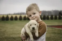 Flint - AKC health tested parents, a male Golden Retriever for sale in Milford, IN – Photo 6 of 8