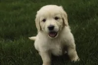 Flint - AKC health tested parents, a male Golden Retriever for sale in Milford, IN – Photo 2 of 8