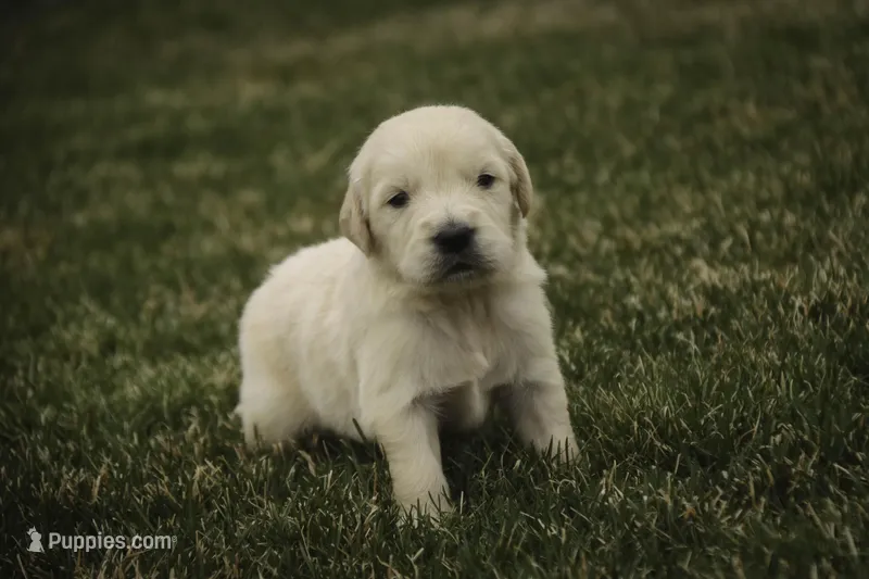 Flint - AKC, health tested parents – Golden Retriever puppy for sale in Milford, IN