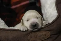 Flint - AKC, health tested parents, a male Golden Retriever for sale in Milford, IN – Photo 4 of 7