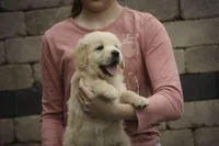Flint - AKC health tested parents, a male Golden Retriever for sale in Milford, IN – Photo 3 of 8