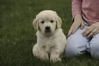 Flint - AKC health tested parents, a male Golden Retriever for sale in Milford, IN – Photo 5 of 8