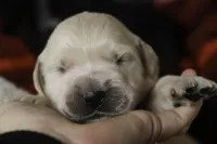 Flint - AKC, health tested parents, a male Golden Retriever for sale in Milford, IN – Photo 3 of 7
