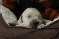 Flint - AKC, health tested parents, a male Golden Retriever for sale in Milford, IN – Photo 5 of 7