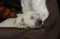 Flint - AKC, health tested parents, a male Golden Retriever for sale in Milford, IN – Photo 2 of 7