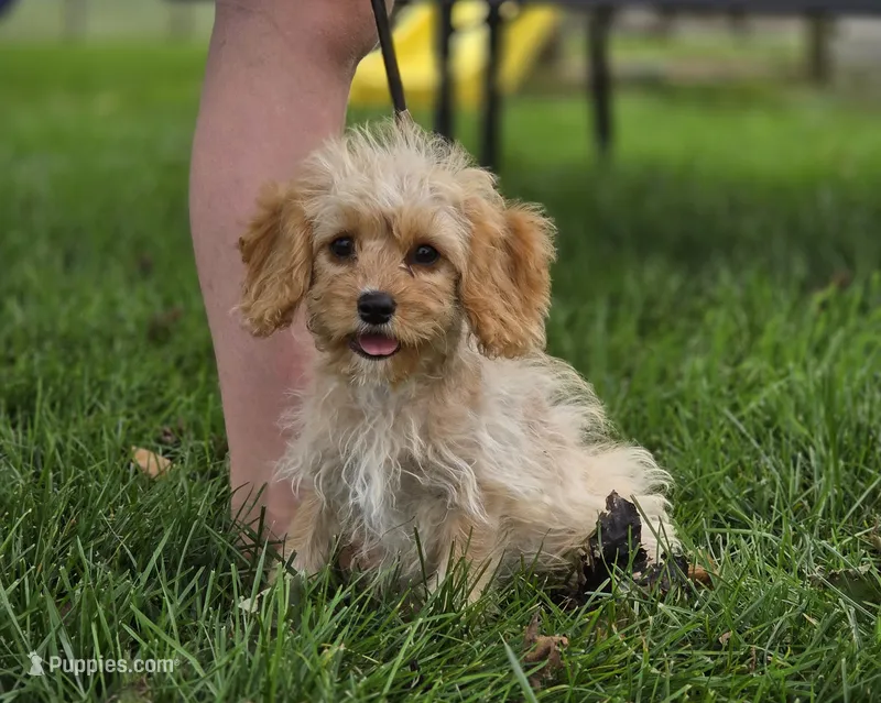 Buttons - Munchkin Bernedoodle – Cavalier King Charles Spaniel, Miniature Bernedoodle puppy for sale in Milford, IN