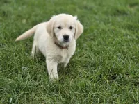 Amelia - AKC , a female English Cream Golden Retriever for sale in Milford, IN – 3 of 5