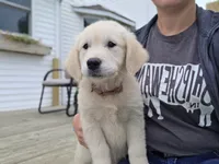 Amelia - AKC , a female English Cream Golden Retriever for sale in Milford, IN – 5 of 5