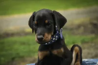 Malcolm - AKC, Health tested lines, a male Doberman Pinscher for sale in Milford, IN – 4 of 8