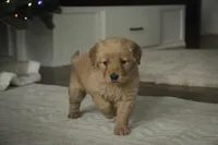 Serenity, a female Golden Retriever for sale in Milford, IN – Photo 10 of 10