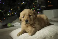 Serenity, a female Golden Retriever for sale in Milford, IN – Photo 3 of 10