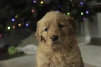 Serenity, a female Golden Retriever for sale in Milford, IN – Photo 8 of 10