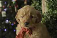 Serenity, a female Golden Retriever for sale in Milford, IN – Photo 1 of 10