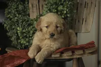 Serenity, a female Golden Retriever for sale in Milford, IN – Photo 5 of 10