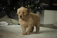 Serenity, a female Golden Retriever for sale in Milford, IN – Photo 9 of 10