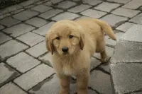 Shelby - AKC, a female Golden Retriever for sale in Milford, IN – Photo 5 of 8