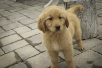 Shelby - AKC, a female Golden Retriever for sale in Milford, IN – Photo 3 of 8