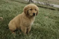 Shelby - AKC, a female Golden Retriever for sale in Milford, IN – Photo 2 of 8