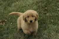 Shelby - AKC, a female Golden Retriever for sale in Milford, IN – Photo 6 of 8