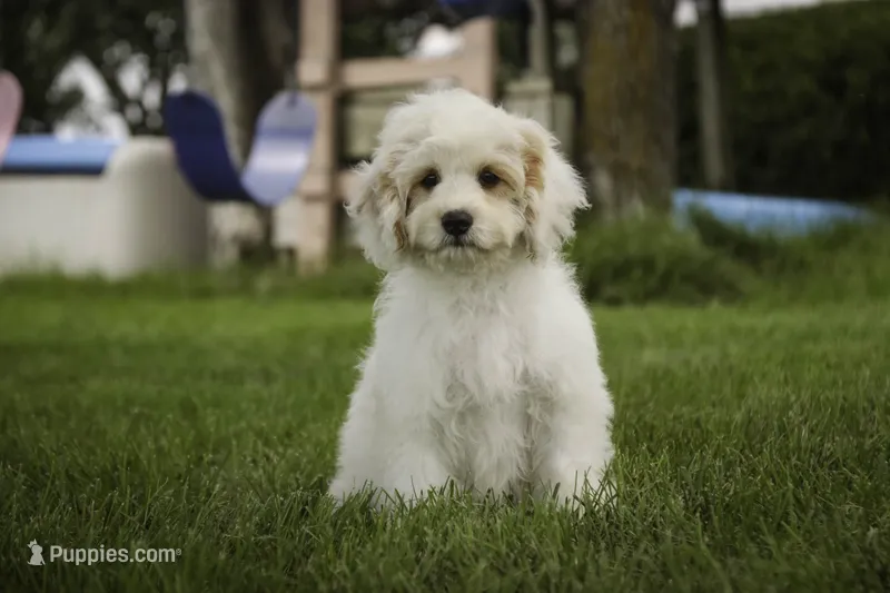 Gnome - Munchkin Bernedoodle – Cavalier King Charles Spaniel, Miniature Bernedoodle puppy for sale in Milford, IN