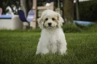 Gnome - Munchkin Bernedoodle, a male Cavalier King Charles Spaniel and Miniature Bernedoodle for sale in Milford, IN – 1 of 7