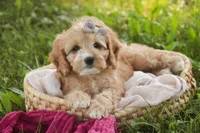 Pixie, a female Cavalier King Charles Spaniel and Miniature Bernedoodle for sale in Milford, IN – 8 of 8