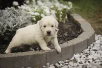 Amelia - AKC , a female English Cream Golden Retriever for sale in Milford, IN – 6 of 8