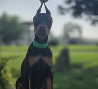 Isadora - AKC, health tested parents, a female Doberman Pinscher for sale in Milford, IN – 2 of 10