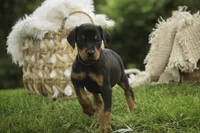 Delphine - AKC, Health tested lines, a female Doberman Pinscher for sale in Milford, IN – 8 of 10