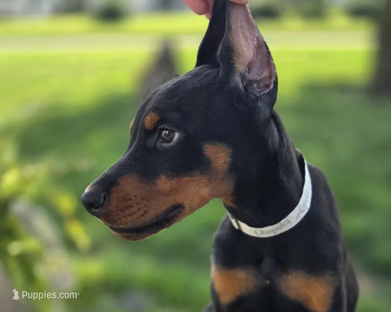 Leopold - AKC, health tested lines – Doberman Pinscher puppy for sale in Milford, IN